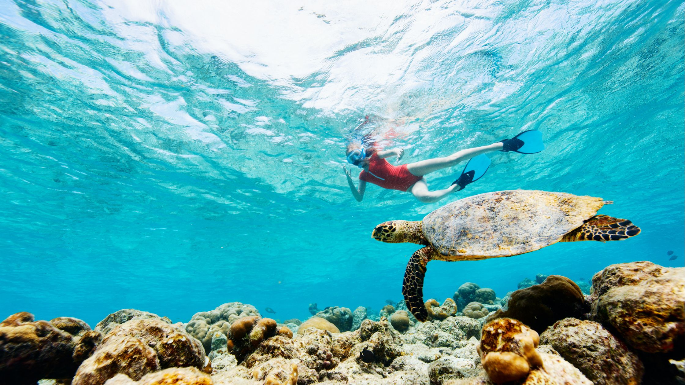 Snorkeling au Gosier : voir des tortues, spots & conseils débutants